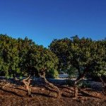 NovoRetin, l'alternative de Mibelle naturelle au rétinol, est composé de mastic, une résine issue de Pistacia lentiscus un arbre qui pousse sur l'île grecque de Chios (Photo : Courtesy of Mibelle Biochemistery)